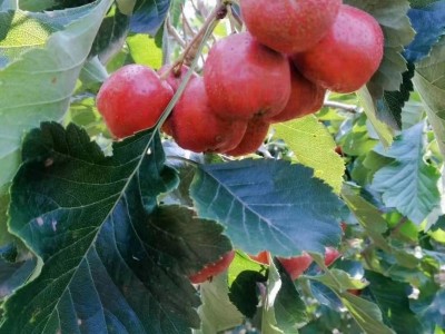 新鲜山楂果山东大五棱山楂大五棱小石榴酸楂糖葫芦原料5斤非甜红图3