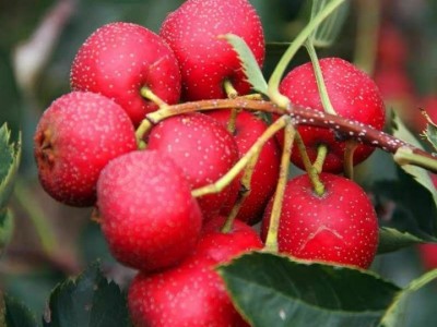 新鲜山楂果山东大五棱山楂大五棱小石榴酸楂糖葫芦原料5斤非甜红图5