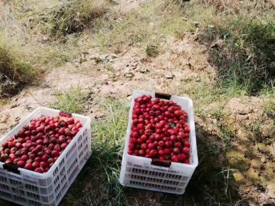 新鲜山楂果山东大五棱山楂大五棱小石榴酸楂糖葫芦原料5斤非甜红图2