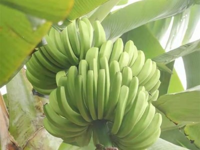 广西云南威廉斯香蕉需催熟绿香蕉包邮新鲜威廉斯芝麻蕉一件代发图3