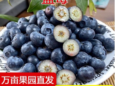 云南怡颗莓红土蓝莓L25脆甜玫瑰花香蓝莓爱莓庄迷迭蓝皇冠大蓝莓图5