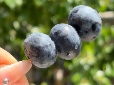 云南怡颗莓红土蓝莓L25脆甜玫瑰花香蓝莓爱莓庄迷迭蓝皇冠大蓝莓图4