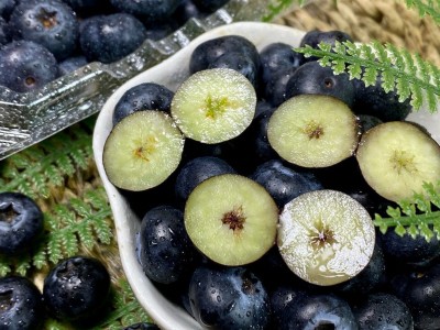 云南怡颗莓红土蓝莓L25脆甜玫瑰花香蓝莓爱莓庄迷迭蓝皇冠大蓝莓图3