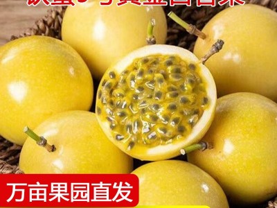 黄金百香果钦蜜9号新鲜水果代发热带水果百香果源头工厂现货批发图5