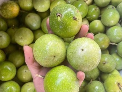 黄金百香果钦蜜9号新鲜水果代发热带水果百香果源头工厂现货批发图4