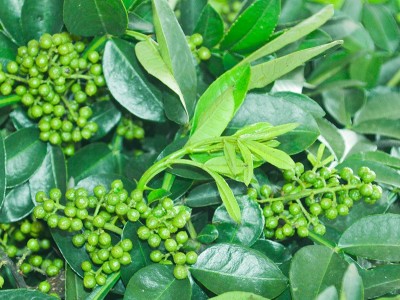 四川特产新鲜青花椒食用特麻重庆江津九叶青藤椒120g麻椒调味品图3