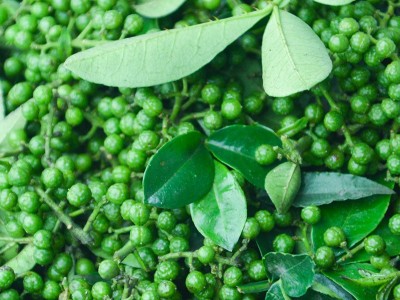 四川特产新鲜青花椒食用特麻重庆江津九叶青藤椒120g麻椒调味品图4