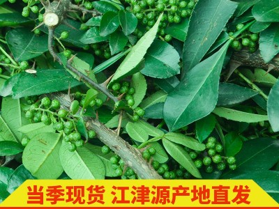 四川特产新鲜青花椒食用特麻重庆江津九叶青藤椒120g麻椒调味品图5