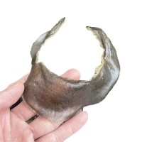 海味干货 清水甲鱼裙边 水鱼裙边 甲鱼边龟板胶干货批发500g