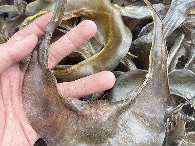 海味干货 清水甲鱼裙边 水鱼裙边 甲鱼边龟板胶干货批发500g图5