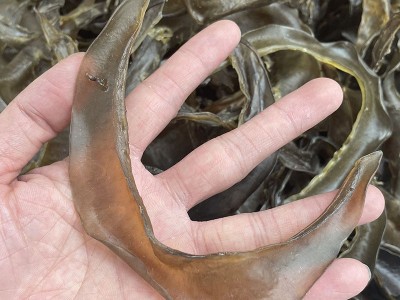 海味干货 清水甲鱼裙边 水鱼裙边 甲鱼边龟板胶干货批发500g图3