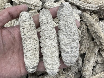 黄玉参海参水产干货8-120头王玉参海参批发 淡干刺王海参500克图4