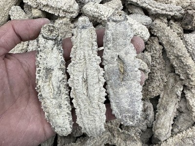 黄玉参海参水产干货8-120头王玉参海参批发 淡干刺王海参500克图3