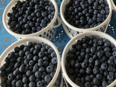 云南花香蓝莓 代发L25顺丰果园直发鲜果花香特大果脆甜新鲜水果图3
