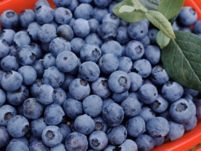 云南花香蓝莓 代发L25顺丰果园直发鲜果花香特大果脆甜新鲜水果图2