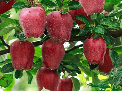 甘肃天水花牛苹果 代发3/9斤特大果国产红蛇果粉面红苹果非阿克苏图4