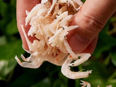 淡干虾皮 厂家批发海鲜虾皮制品干货即食煲汤补钙小虾米水产干货图2