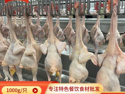 广西玉林三黄鸡商用土鸡整箱鸡肉白条鸡冷冻整鸡批发图5