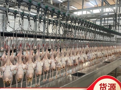 广西玉林三黄鸡商用土鸡整箱鸡肉白条鸡冷冻整鸡批发图4