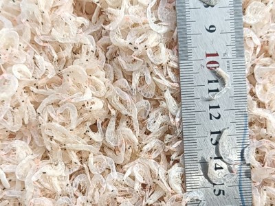 批发零售营养儿童辅食虾皮 散装自晒中号虾皮 淡水无盐即食虾皮图4