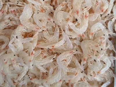 批发零售营养儿童辅食虾皮 散装自晒中号虾皮 淡水无盐即食虾皮图3