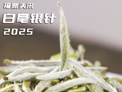 2025头采白毫银针正宗源头点头福鼎白茶白毫毫香支持预定陈香型图3