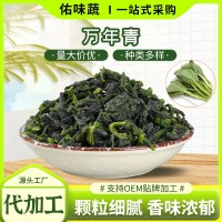 脱水蔬菜万年青易泡发厂家批发嫩菜芯蔬菜干煮汤凉拌泡面万年青干