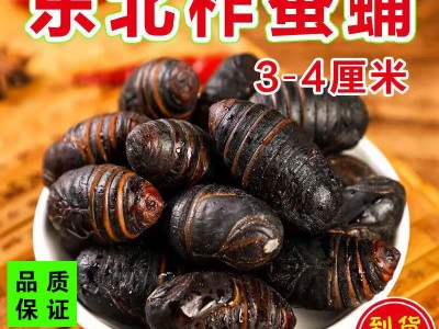 新鲜东北蝉蛹蚕蛹新鲜长年大量供应柞蚕蛹鲜蚕蛹茧蛹3-4厘米图1