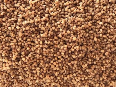 新货无核大颗灯笼桂圆肉桂圆干龙眼肉 厂家直销 散装批发代理果粒图5