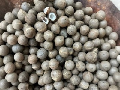 小海椰皇小椰子 去壳小椰皇迷你小海底椰椰奶甜品500克煲汤料批发图3