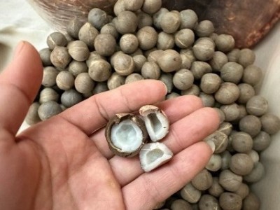 小海椰皇小椰子 去壳小椰皇迷你小海底椰椰奶甜品500克煲汤料批发图2