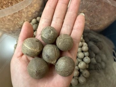 小海椰皇小椰子 去壳小椰皇迷你小海底椰椰奶甜品500克煲汤料批发图4