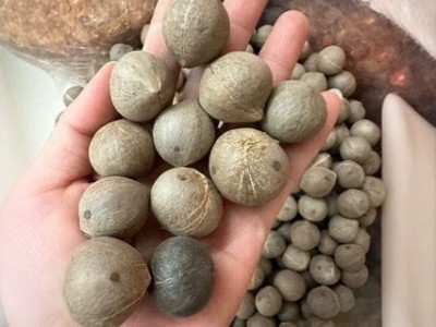 小海椰皇小椰子 去壳小椰皇迷你小海底椰椰奶甜品500克煲汤料批发图5