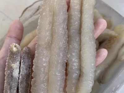 批发渠道深海海参澳洲沙秃参 沙秃参黄金沙秃参淡干海参野生图2