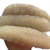 批发渠道深海海参澳洲沙秃参 沙秃参黄金沙秃参淡干海参野生