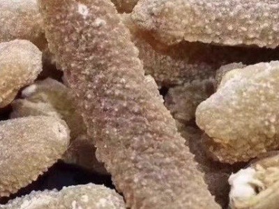 批发渠道深海海参澳洲沙秃参 沙秃参黄金沙秃参淡干海参野生图4