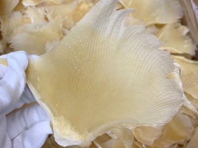 产地批发 北海鱼赤 海狗翅浦鱼赤片 佛跳墙酒店餐饮食材海味干货图4