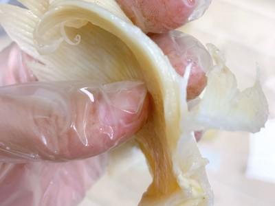 产地批发 北海鱼赤 海狗翅浦鱼赤片 佛跳墙酒店餐饮食材海味干货图2