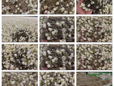 茉莉花茶样品茶样试喝2025浓香型老味花茶新花茶横县厂家散茶批发图4