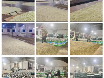 茉莉花茶样品茶样试喝2025浓香型老味花茶新花茶横县厂家散茶批发图3
