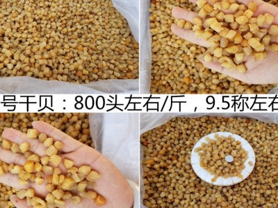 广西北海 干贝瑶柱批发淡干200头350头400头生晒海鲜干货500g煲粥图3
