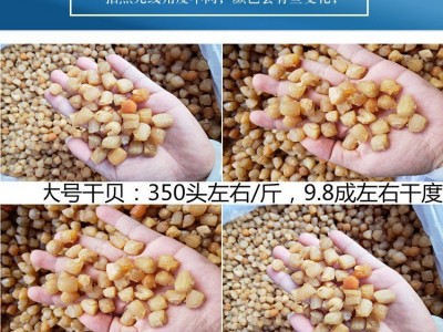 广西北海 干贝瑶柱批发淡干200头350头400头生晒海鲜干货500g煲粥图4