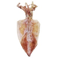 野生海捕烧烤手撕淡干生晒北海鱿鱼干货批发小大尤鱼源头厂家优惠