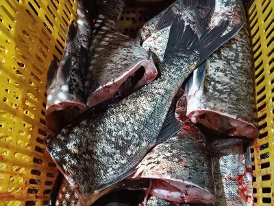 冰鲜鱼花鲢鱼下单即宰快速发货冷链配送肉质鲜美花鲢鱼尾图3
