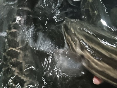自产自销生猛黑鱼鱼塘养殖乌鱼速发商用餐饮肉质紧实鱼类食材图2