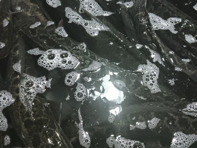 自产自销生猛黑鱼鱼塘养殖乌鱼速发商用餐饮肉质紧实鱼类食材图4