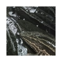 自产自销生猛黑鱼鱼塘养殖乌鱼速发商用餐饮肉质紧实鱼类食材