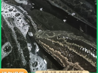 自产自销生猛黑鱼鱼塘养殖乌鱼速发商用餐饮肉质紧实鱼类食材图5