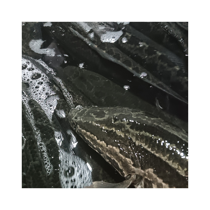 O1CN01ZXmyYw1yWtyGkiBUM_!!2219807356587-0-cib