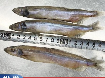 无籽多春鱼冷冻烧烤商用冰鲜特大无冰衣无籽即食海鲜多春鱼图2